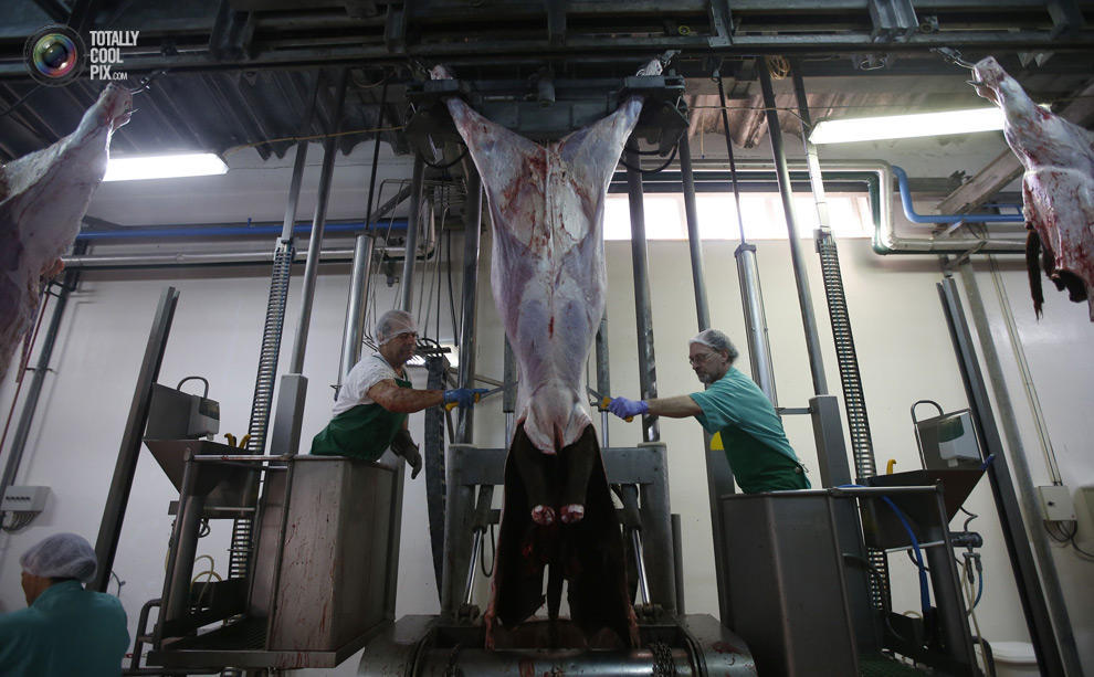 Фотография: Как делают мясо, которое мы едим №5 - BigPicture.ru