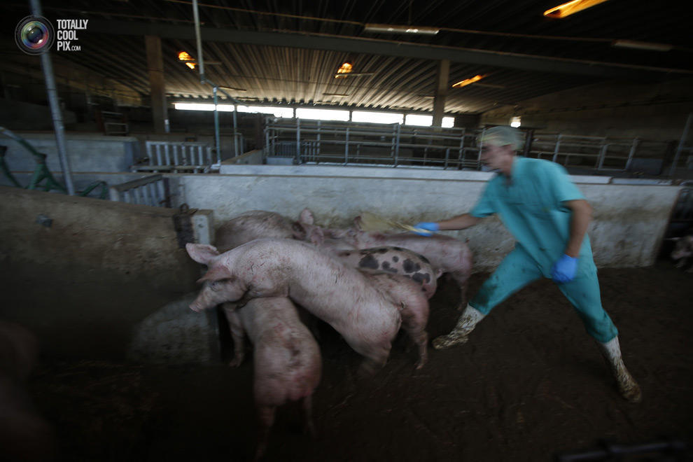 Фотография: Как делают мясо, которое мы едим №17 - BigPicture.ru