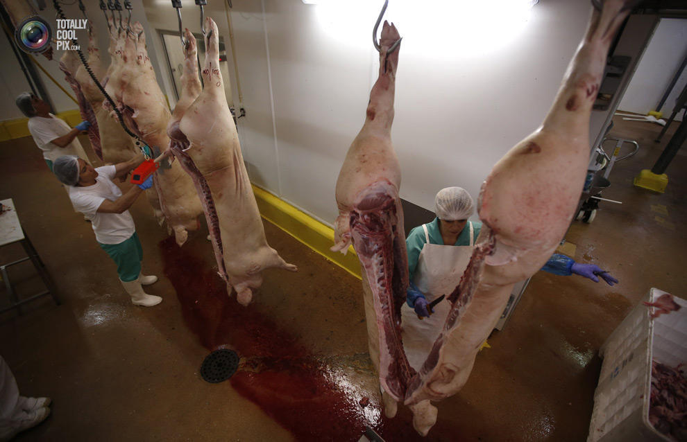 Фотография: Как делают мясо, которое мы едим №21 - BigPicture.ru