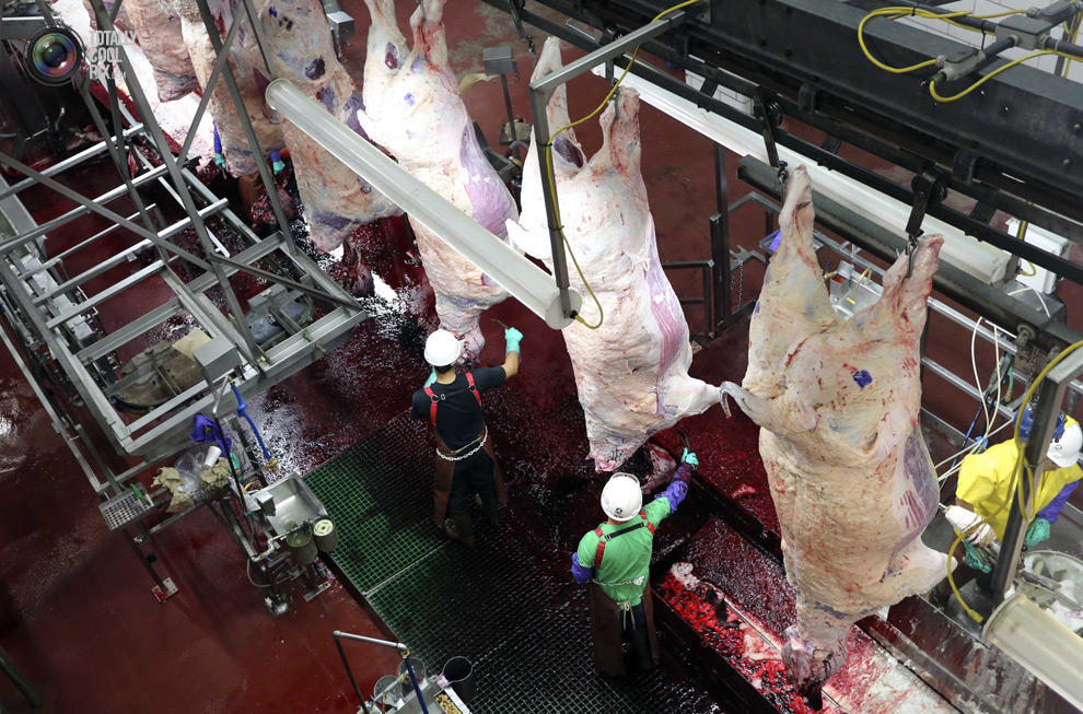 Фотография: Как делают мясо, которое мы едим №36 - BigPicture.ru
