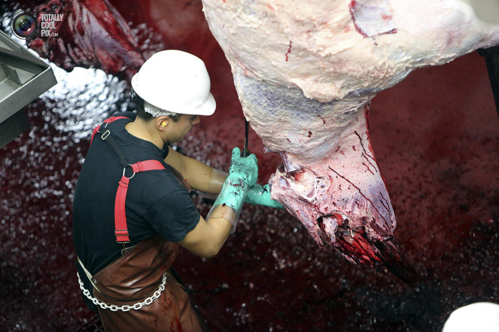 Фотография: Как делают мясо, которое мы едим №38 - BigPicture.ru
