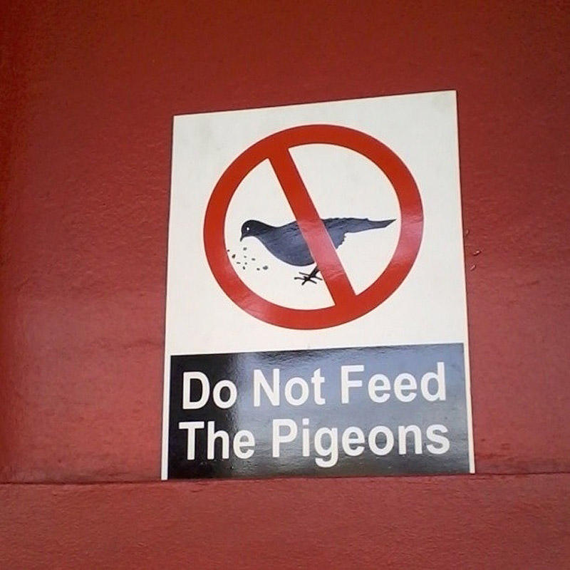 Фотография: Не кормите голубей, или пожалеете! №4 - BigPicture.ru