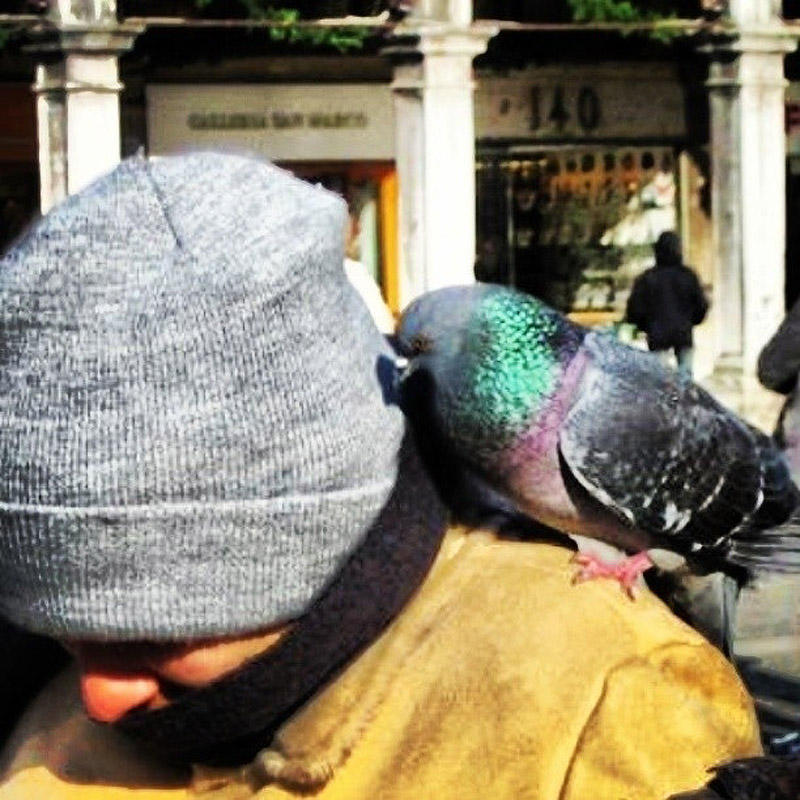 Фотография: Не кормите голубей, или пожалеете! №16 - BigPicture.ru