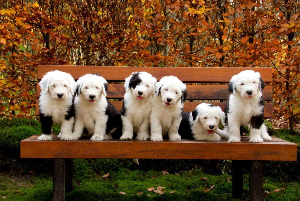 Фотография: Шесть очаровательных щеночков бобтейла №2 - BigPicture.ru