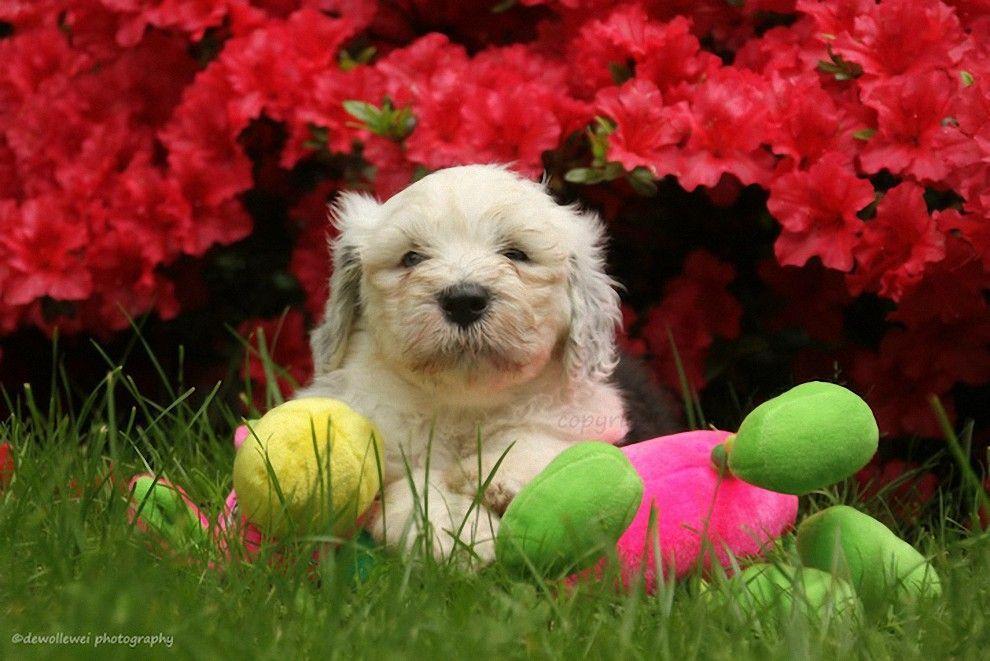 Фотография: Шесть очаровательных щеночков бобтейла №3 - BigPicture.ru