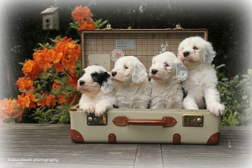Фотография: Шесть очаровательных щеночков бобтейла №5 - BigPicture.ru