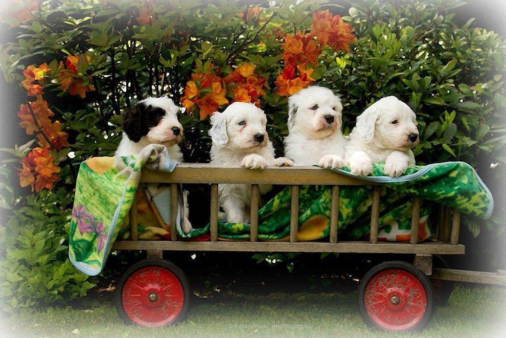 Фотография: Шесть очаровательных щеночков бобтейла №6 - BigPicture.ru