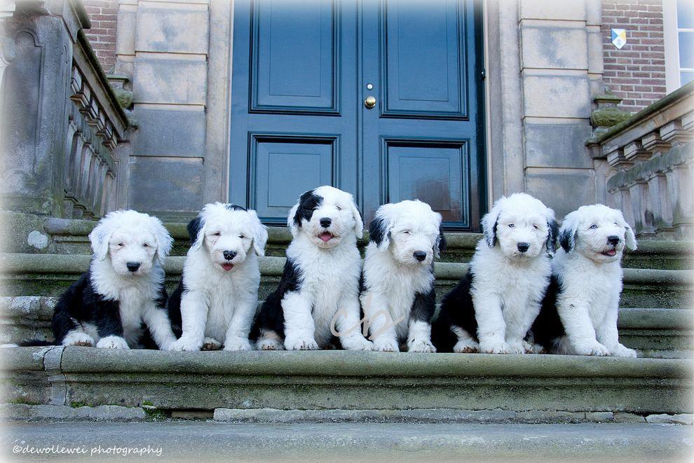 Фотография: Шесть очаровательных щеночков бобтейла №7 - BigPicture.ru