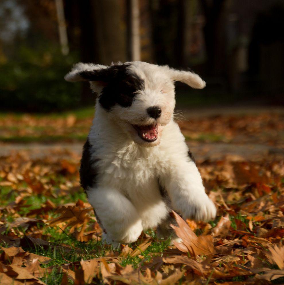 Фотография: Шесть очаровательных щеночков бобтейла №12 - BigPicture.ru