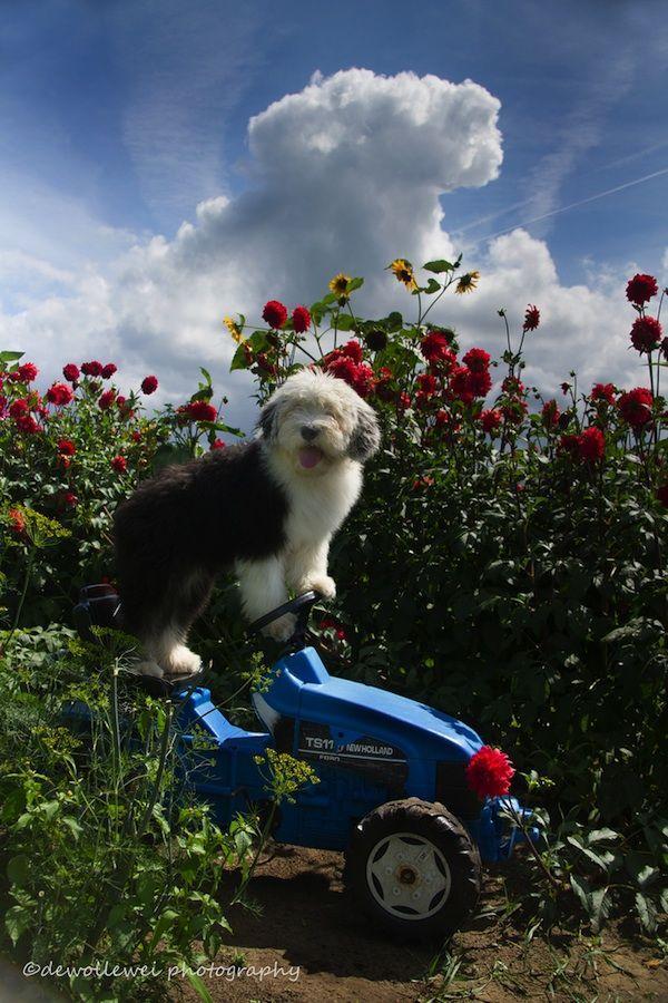 Фотография: Шесть очаровательных щеночков бобтейла №14 - BigPicture.ru