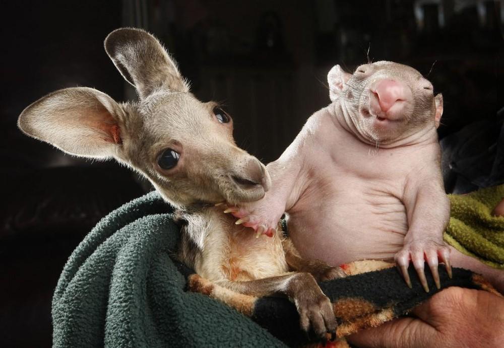 Фотография: Сиротки вомбат и кенгуру стали лучшими друзьями №2 - BigPicture.ru