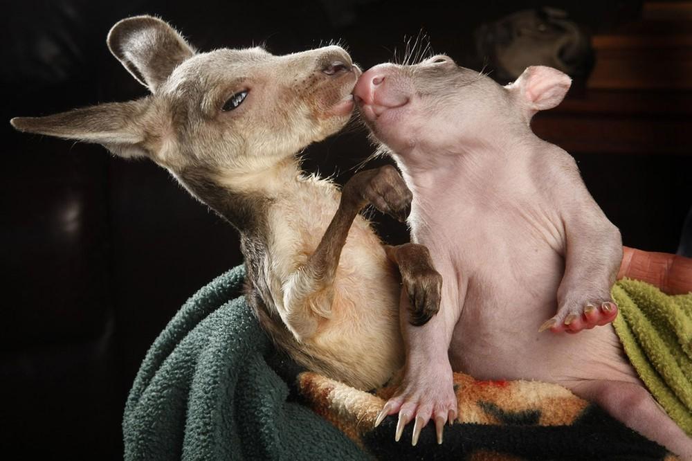 Фотография: Сиротки вомбат и кенгуру стали лучшими друзьями №6 - BigPicture.ru