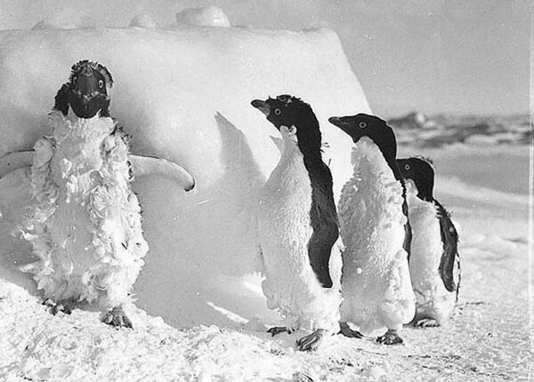 Самые впечатляющие фотографии Антарктиды начала XX века