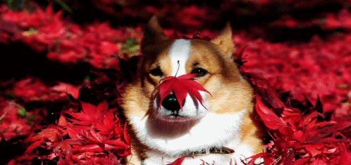 Фотография: 16 cамых забавных осенних фотографий собачек №4 - BigPicture.ru