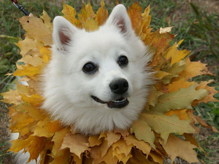 Фотография: 16 cамых забавных осенних фотографий собачек №9 - BigPicture.ru