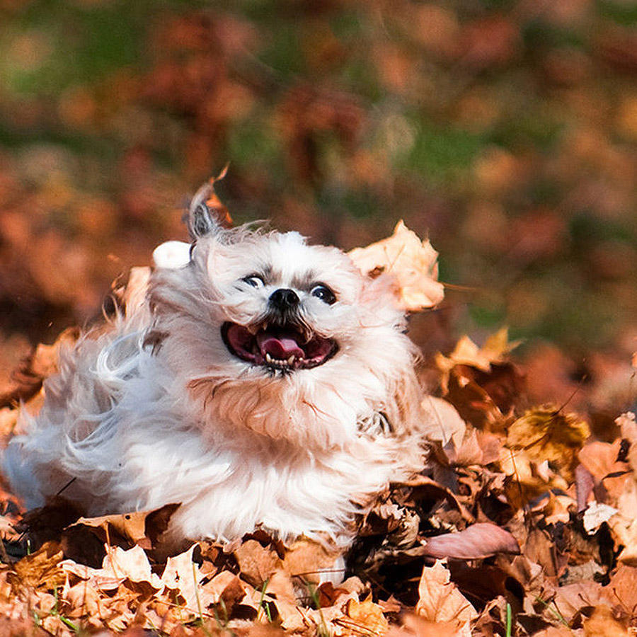 Фотография: 16 cамых забавных осенних фотографий собачек №10 - BigPicture.ru