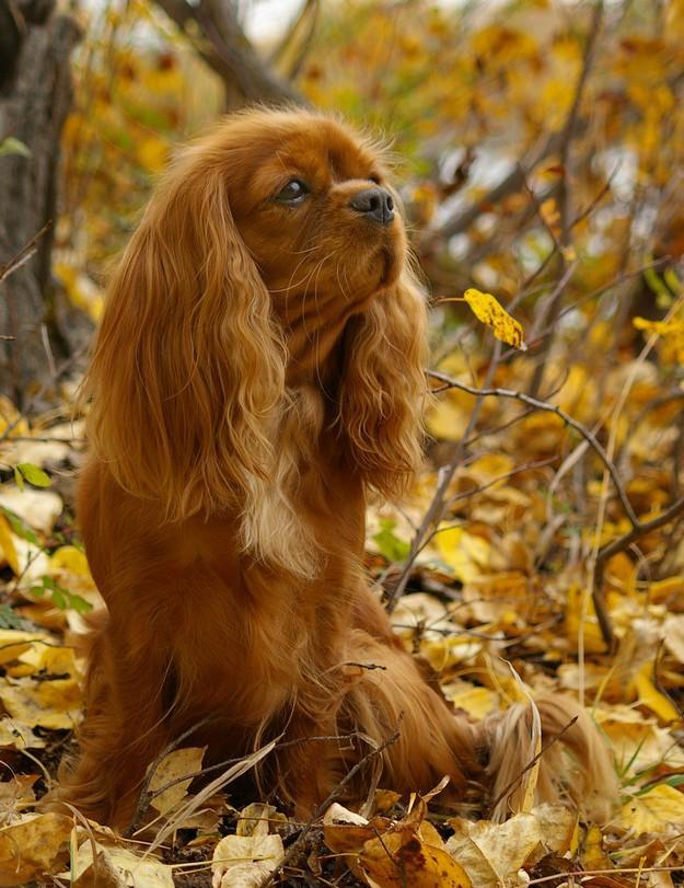 Фотография: 16 cамых забавных осенних фотографий собачек №15 - BigPicture.ru