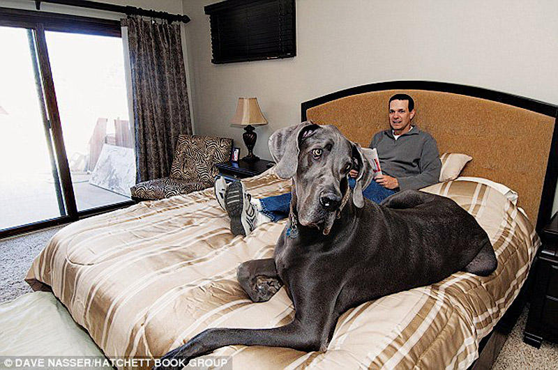 Фотография: В США умерла самая большая собака в мире №3 - BigPicture.ru