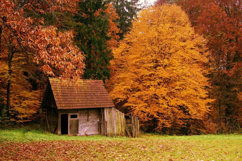 Фотография: Самые красивые дома в лесу №2 - BigPicture.ru