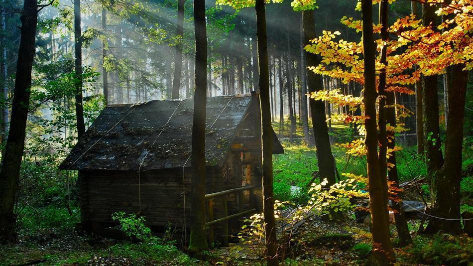 Фотография: Самые красивые дома в лесу №3 - BigPicture.ru
