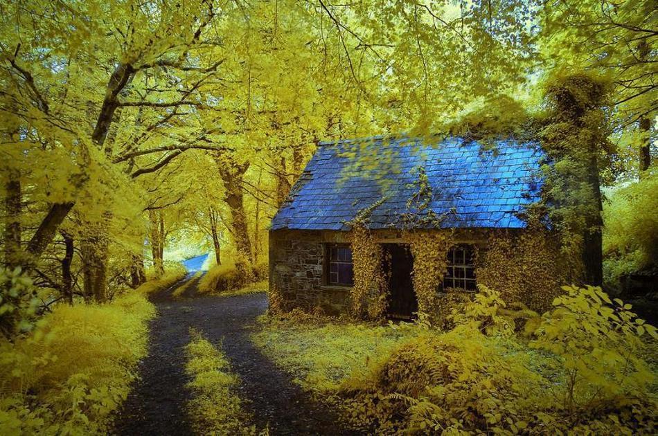 Фотография: Самые красивые дома в лесу №7 - BigPicture.ru
