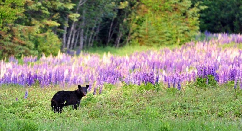 Фотография: Очеловеченный быт семейства черных медведей №5 - BigPicture.ru