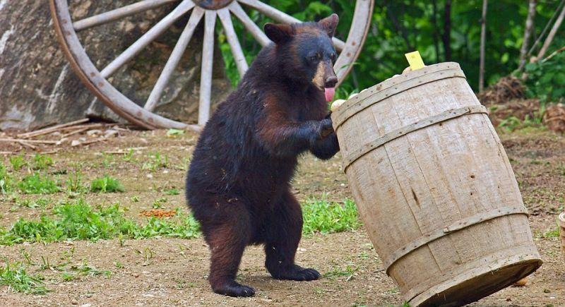 Фотография: Очеловеченный быт семейства черных медведей №6 - BigPicture.ru