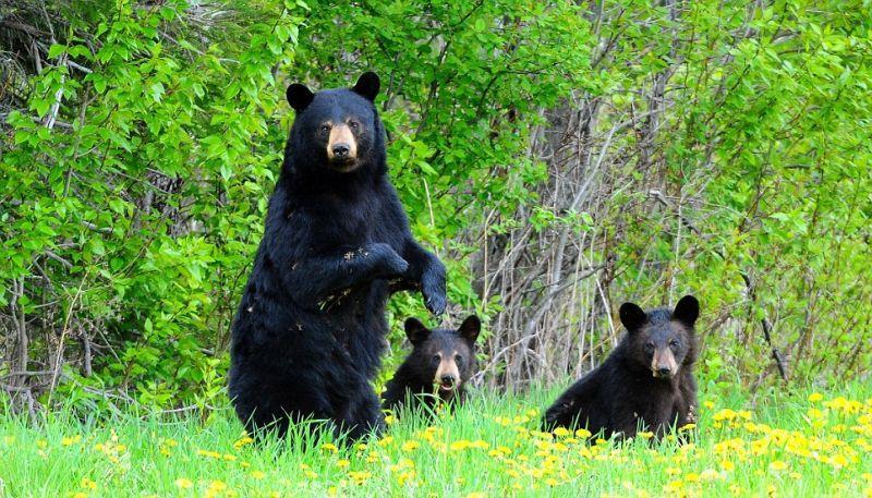 Фотография: Очеловеченный быт семейства черных медведей №7 - BigPicture.ru