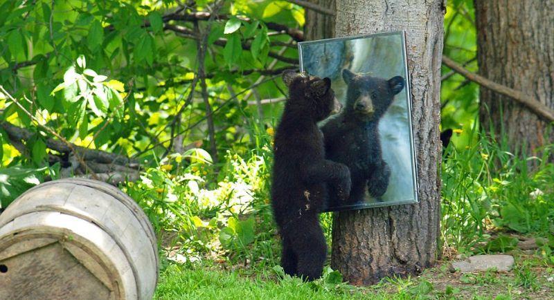 Фотография: Очеловеченный быт семейства черных медведей №9 - BigPicture.ru