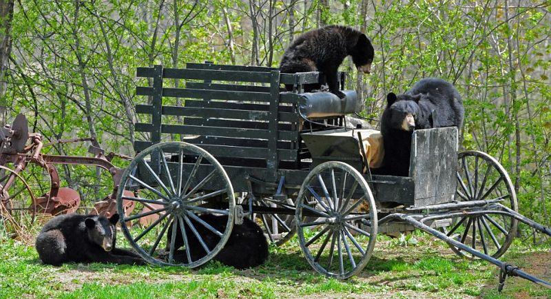 Фотография: Очеловеченный быт семейства черных медведей №10 - BigPicture.ru