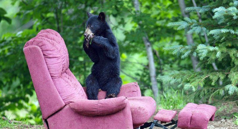Фотография: Очеловеченный быт семейства черных медведей №11 - BigPicture.ru