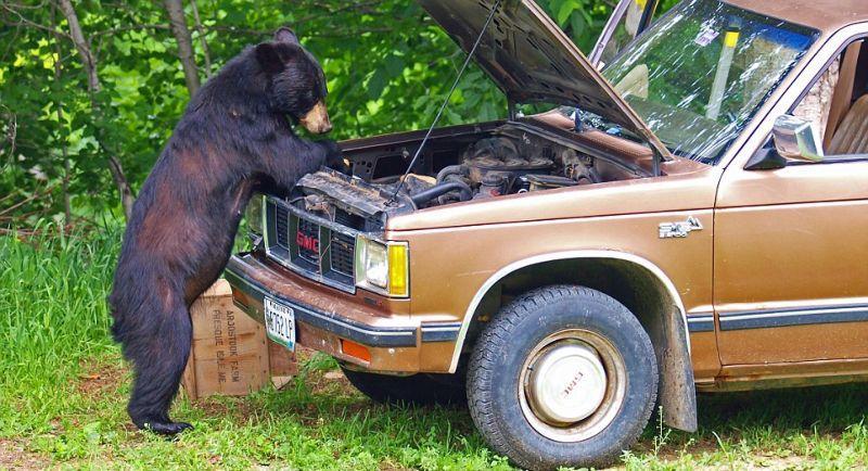 Фотография: Очеловеченный быт семейства черных медведей №13 - BigPicture.ru