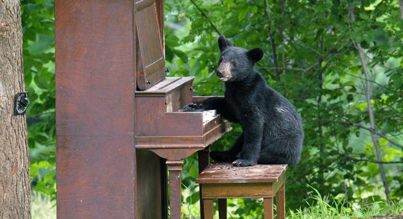 Фотография: Очеловеченный быт семейства черных медведей №14 - BigPicture.ru