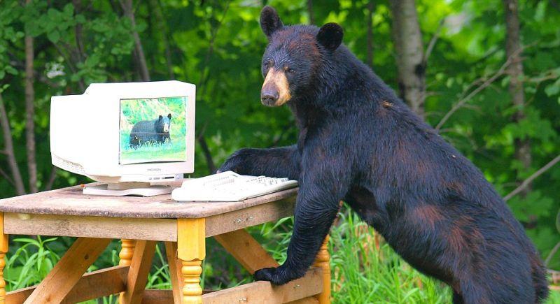 Фотография: Очеловеченный быт семейства черных медведей №15 - BigPicture.ru