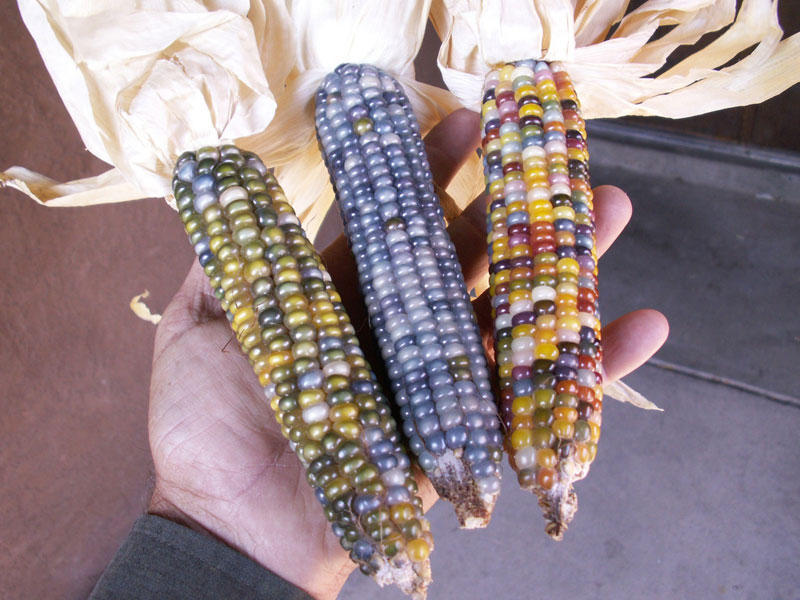 Фотография: Самая необычная кукуруза в мире №3 - BigPicture.ru