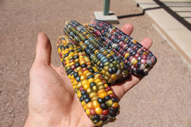 Фотография: Самая необычная кукуруза в мире №6 - BigPicture.ru