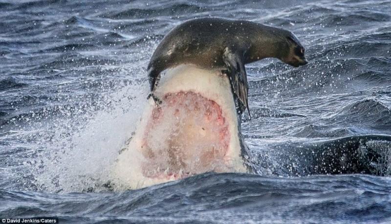 На волосок от смерти — счастливый день для тюленя