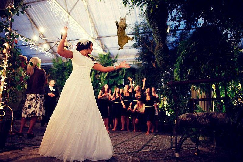 Фотография: Невесты, бросающие… котов! №12 - BigPicture.ru