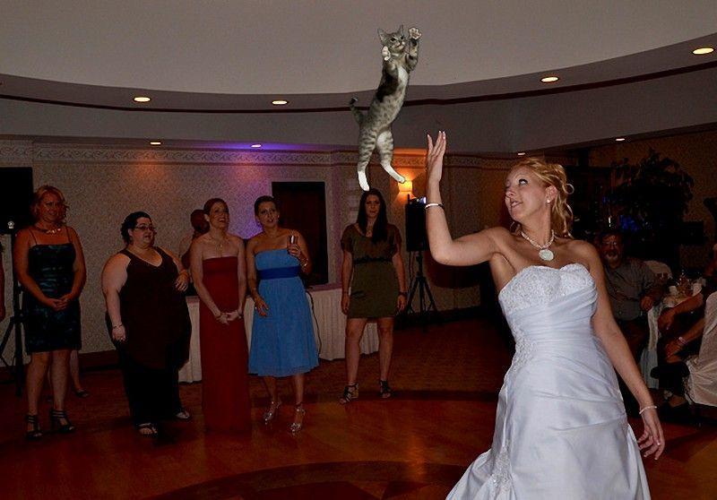 Фотография: Невесты, бросающие… котов! №13 - BigPicture.ru