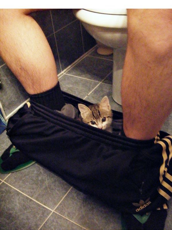 Фотография: C любимыми не расставайтесь: домашние питомцы в туалете... №15 - BigPicture.ru