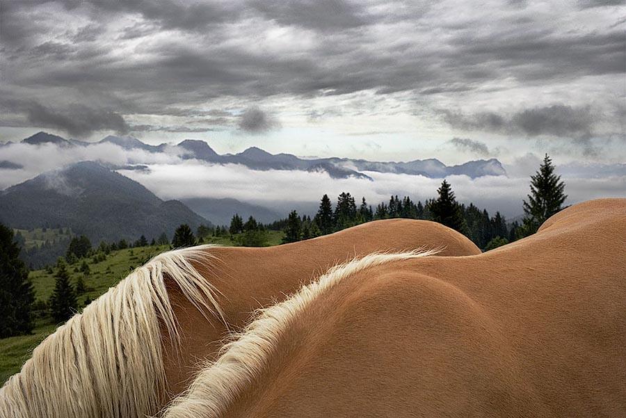 Фотография: Грация прекрасных лошадей в фотопроекте Equus №47 - BigPicture.ru