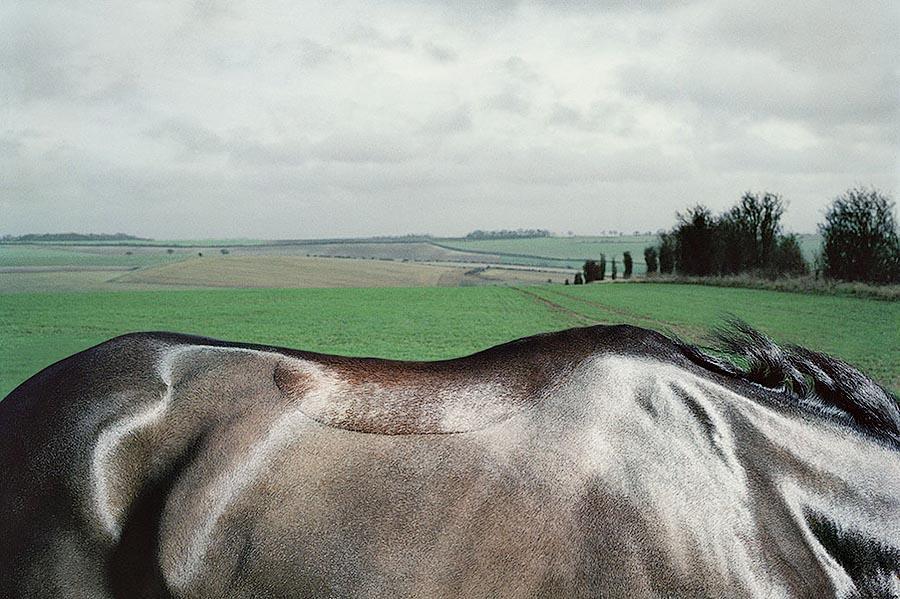 Фотография: Грация прекрасных лошадей в фотопроекте Equus №46 - BigPicture.ru