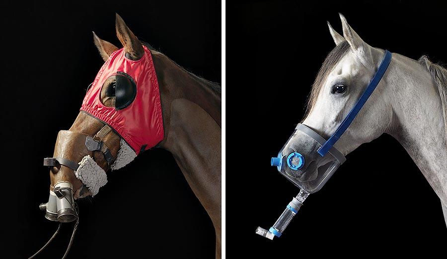 Фотография: Грация прекрасных лошадей в фотопроекте Equus №40 - BigPicture.ru