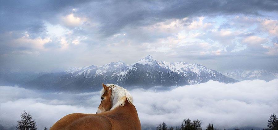 Фотография: Грация прекрасных лошадей в фотопроекте Equus №30 - BigPicture.ru