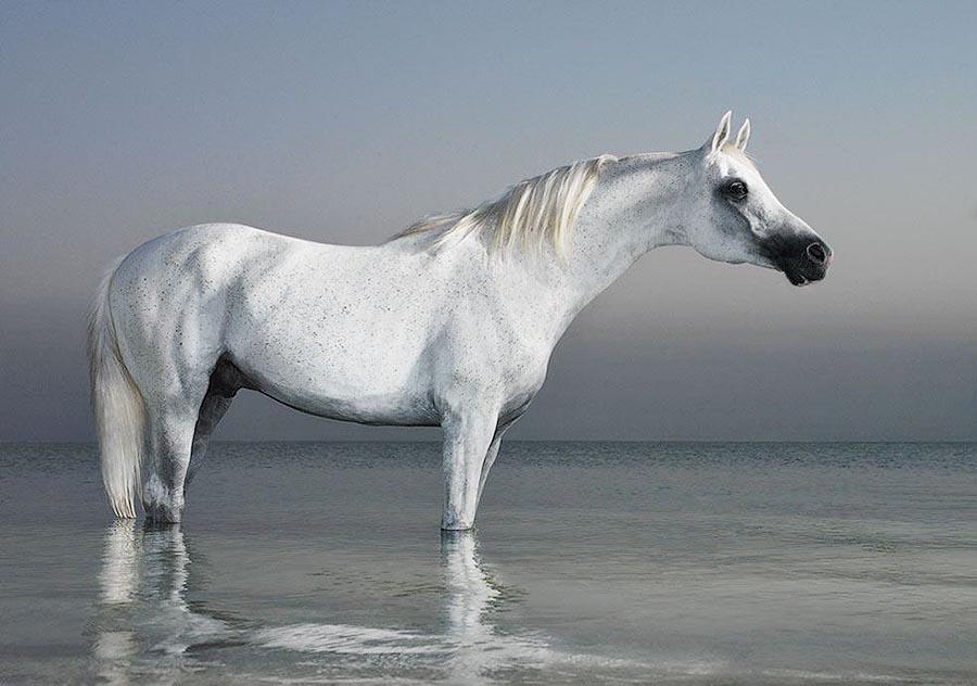 Фотография: Грация прекрасных лошадей в фотопроекте Equus №29 - BigPicture.ru