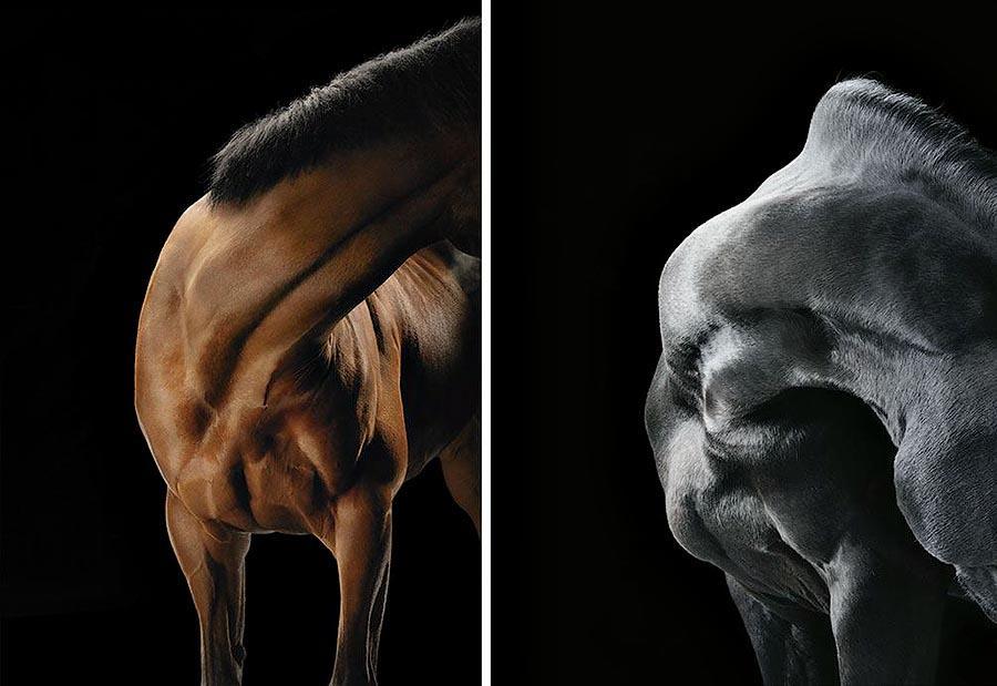 Фотография: Грация прекрасных лошадей в фотопроекте Equus №35 - BigPicture.ru