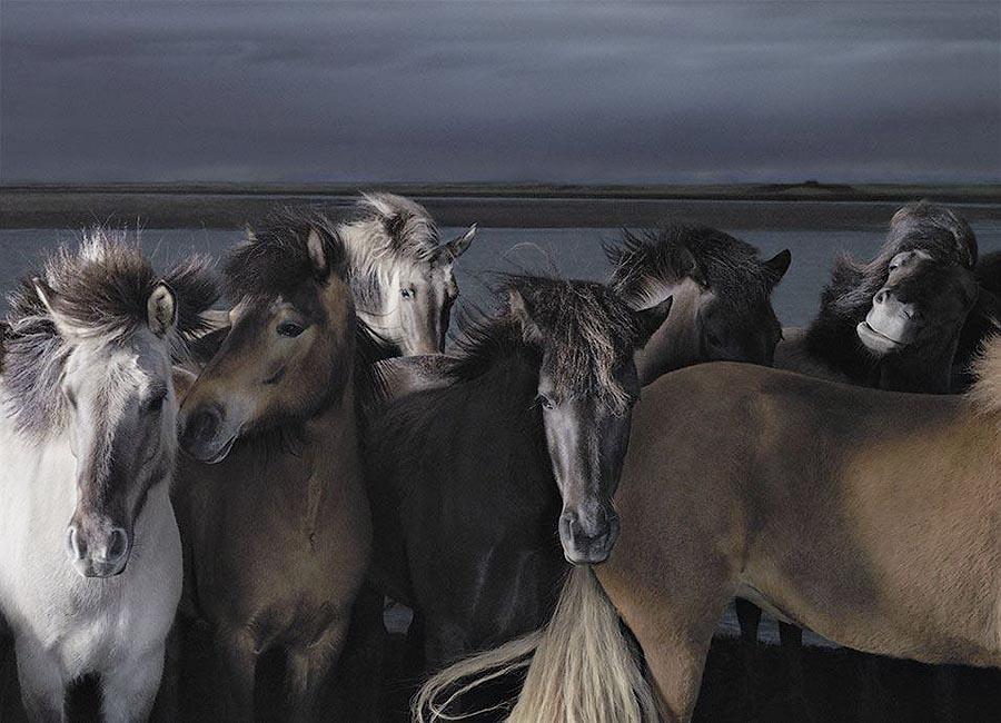 Фотография: Грация прекрасных лошадей в фотопроекте Equus №25 - BigPicture.ru