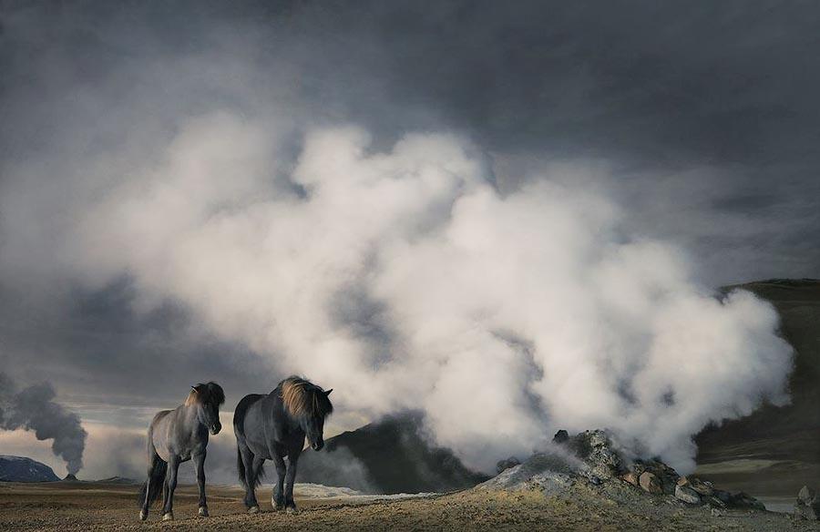 Фотография: Грация прекрасных лошадей в фотопроекте Equus №22 - BigPicture.ru