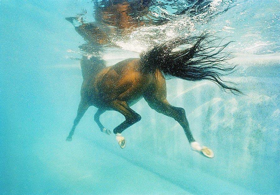Фотография: Грация прекрасных лошадей в фотопроекте Equus №34 - BigPicture.ru