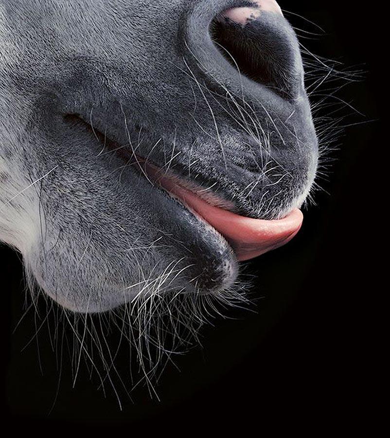 Фотография: Грация прекрасных лошадей в фотопроекте Equus №19 - BigPicture.ru